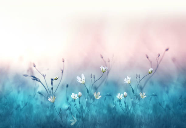 Small white flowers on a toned on gentle soft blue and pink background outdoors close-up macro. Spring summer floral background. Light air delicate artistic image.